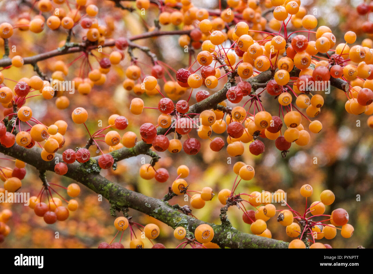 Crab Apple, Crabapple Früchte, Malus sieboldii var. arborescens, Herbst Beeren Stockfoto