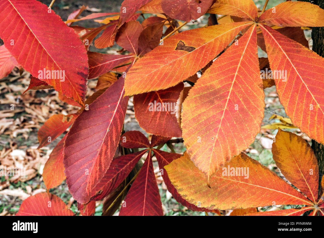 Herbstblätter aus Kastanien des japanischen Pferdes, Blatt Aesculus turbinata Stockfoto