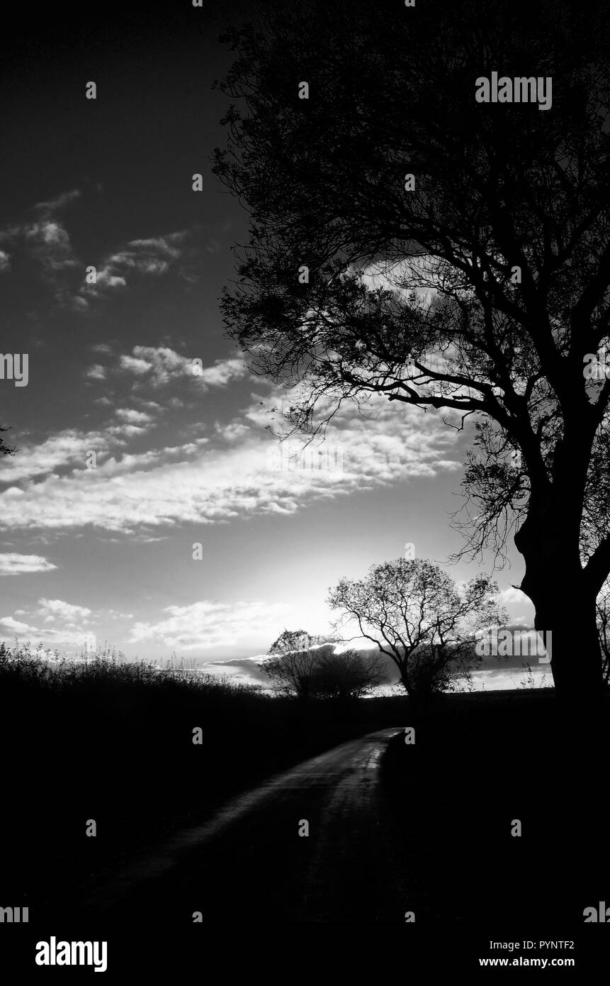 Schwarze und weiße winterliche Landschaft mit Bäumen im Silhouette bei Sonnenuntergang, Lincolnshire Wolds, England, UK. Stockfoto