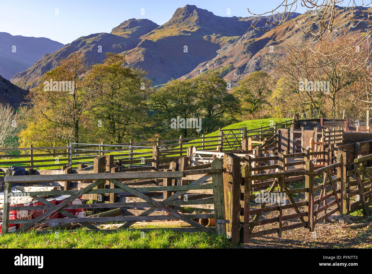 Die Langdale Pikes in der Langsale Tal, den Lake District. North West England. Herbst Farben Stockfoto