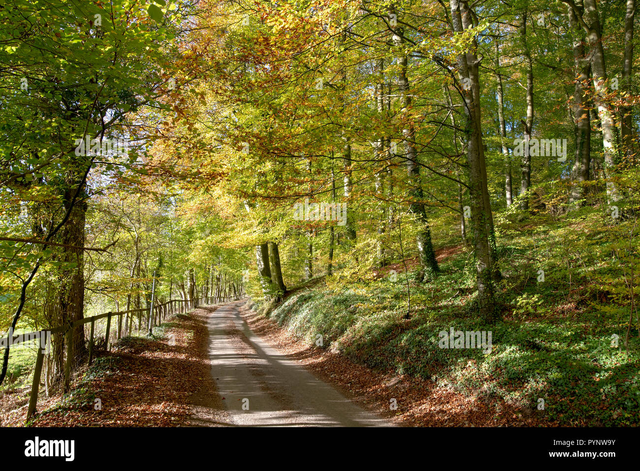 Von Bäumen gesäumten Straße zu Lowerdean und Turkdean am späten Nachmittag im Herbst Sonnenlicht. Lowerdean, Cotswolds, Gloucestershire, England Stockfoto