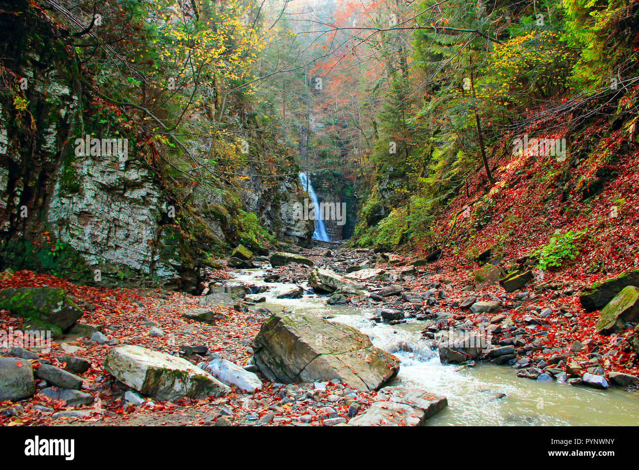 Wasserfall in der Schlucht. Mountain River verwandelt sich in Wasserfall. Wasser Landschaft im Wald. Fallende Wasser vom Wasserfall in Karpaten Stockfoto