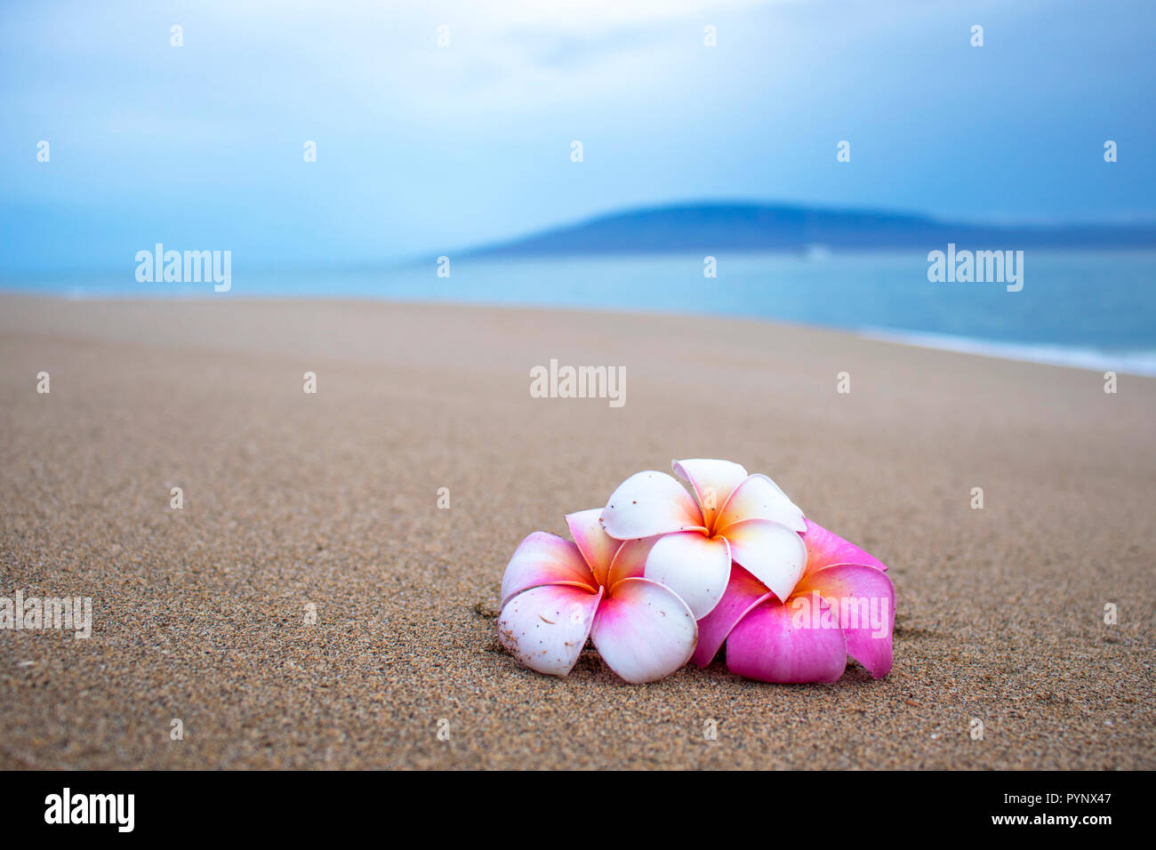 Tropische Plumeria Blumen am Strand mit Insel und Meer im Hintergrund Stockfoto