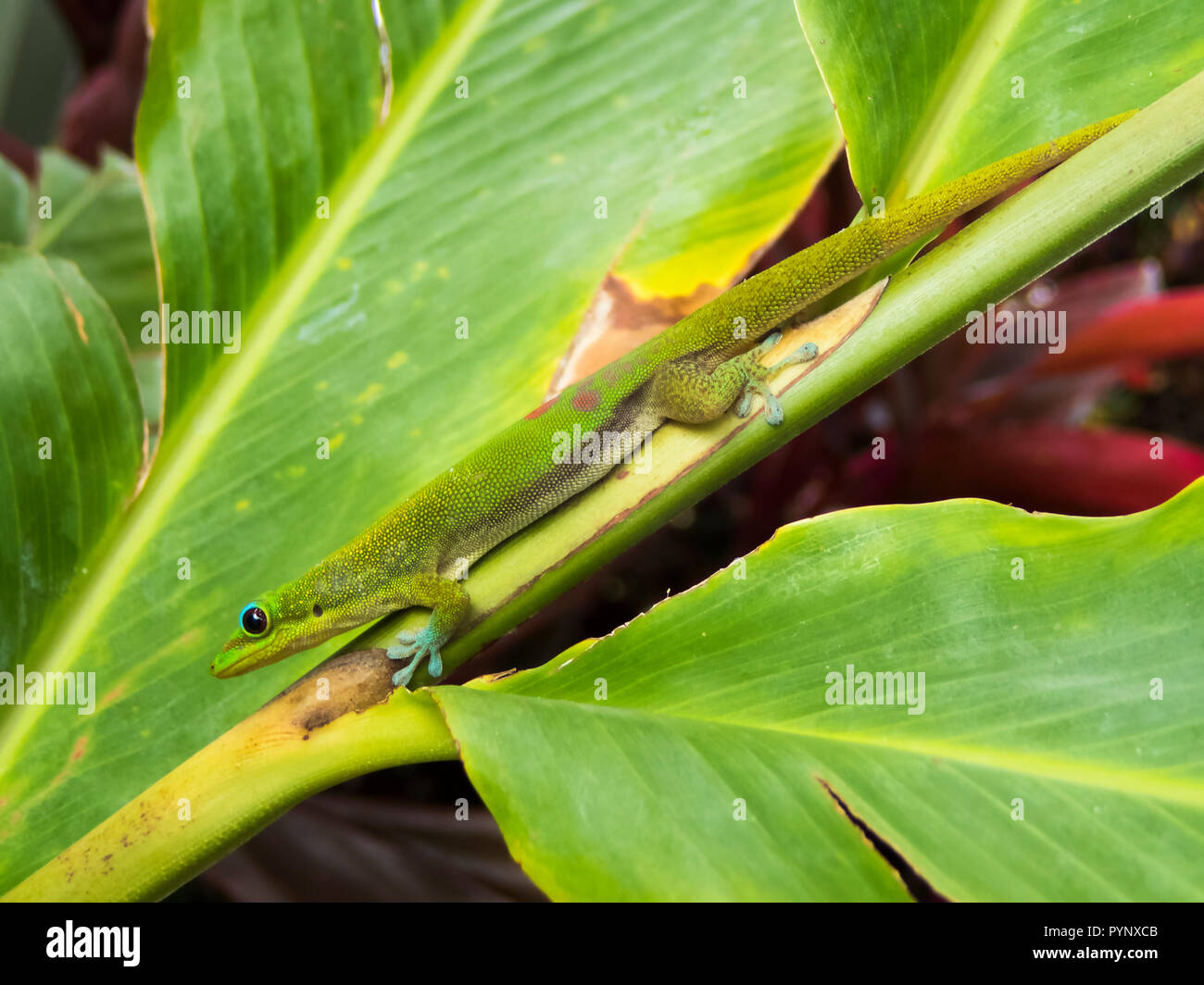 Schließen Profil helle grüne Goldstaub-taggecko auf grüne Blätter Stockfoto