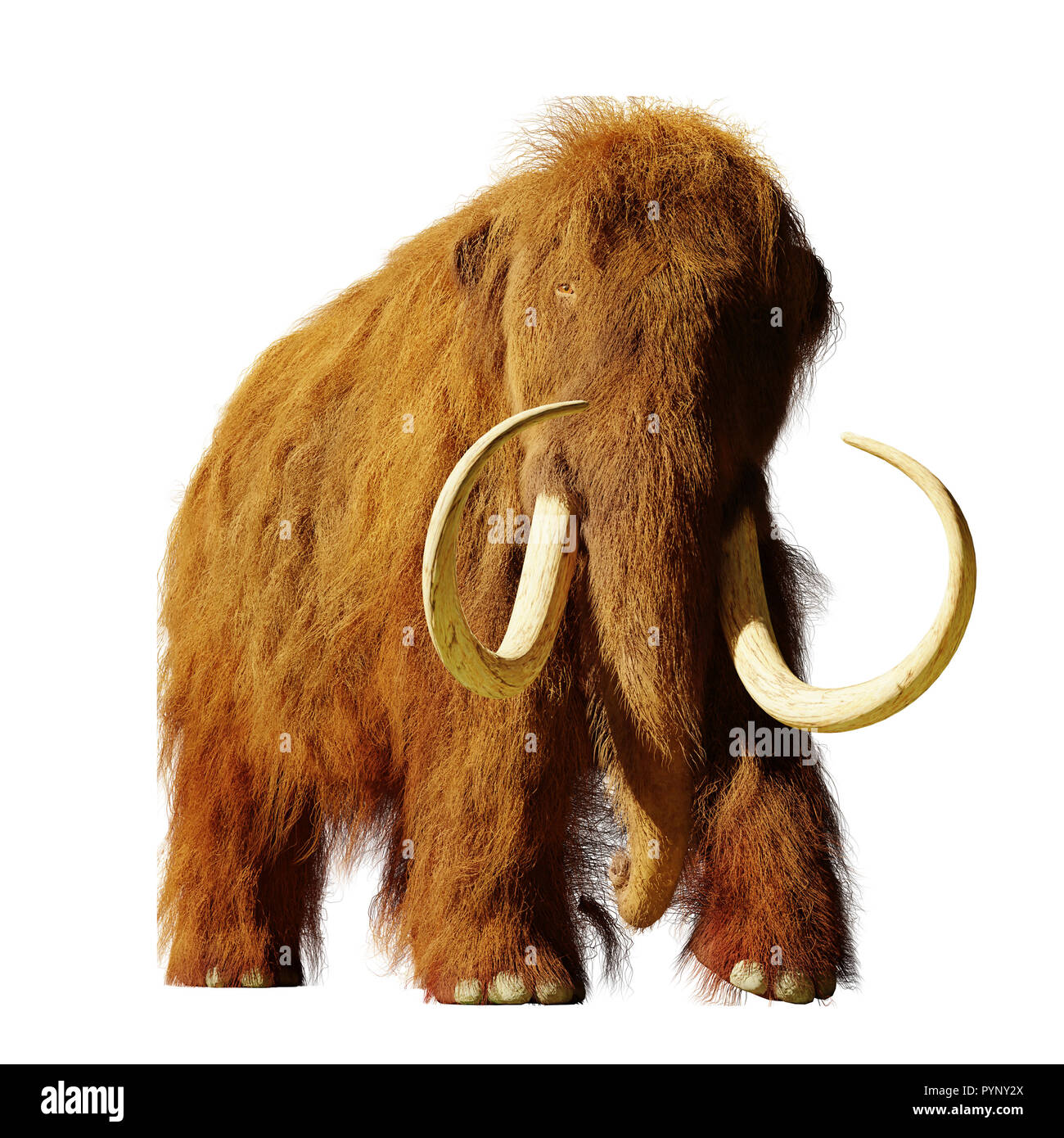 Mammuts, ausgestorbene prähistorische Elefant Arten isoliert auf weißem Hintergrund (3d-Abbildung) Stockfoto