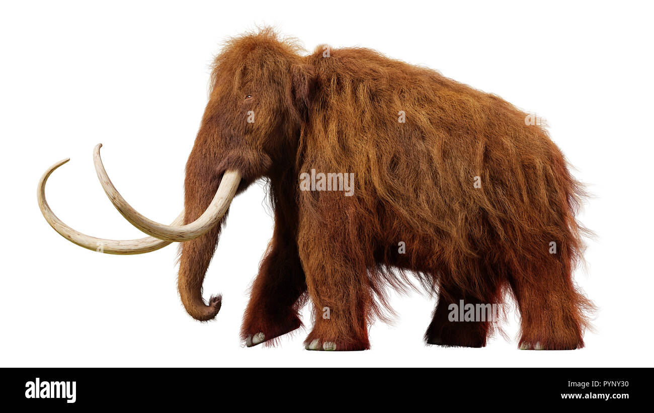 Mammuts, Wandern prähistorischen Tieren isoliert auf weißem Hintergrund (3d-Abbildung) Stockfoto