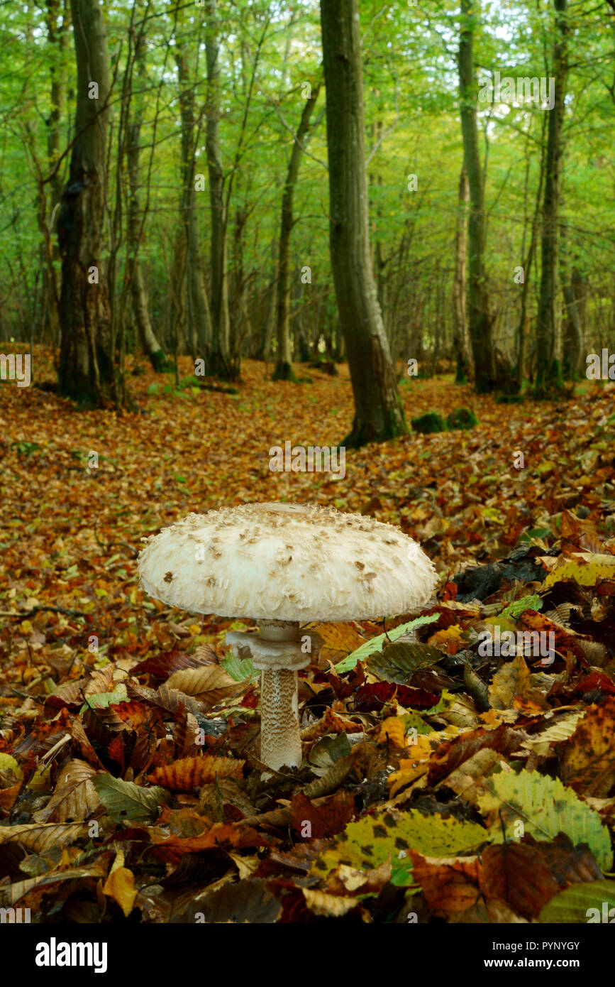 Sonnenschirm Pilz in einem Waldgebiet. Stockfoto