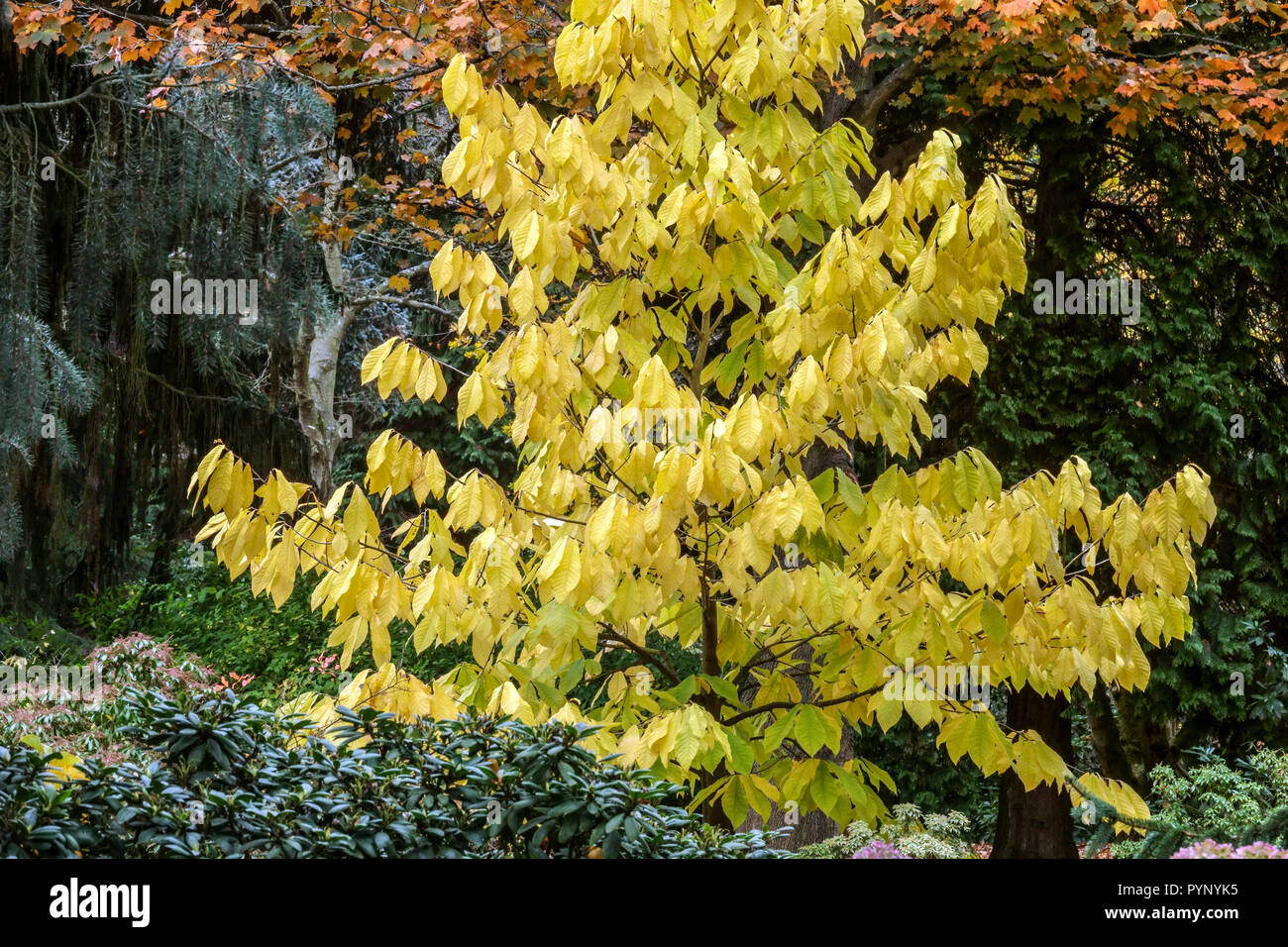 Pfote, Asimina triloba, Herbstblätter Laubbaum Stockfoto