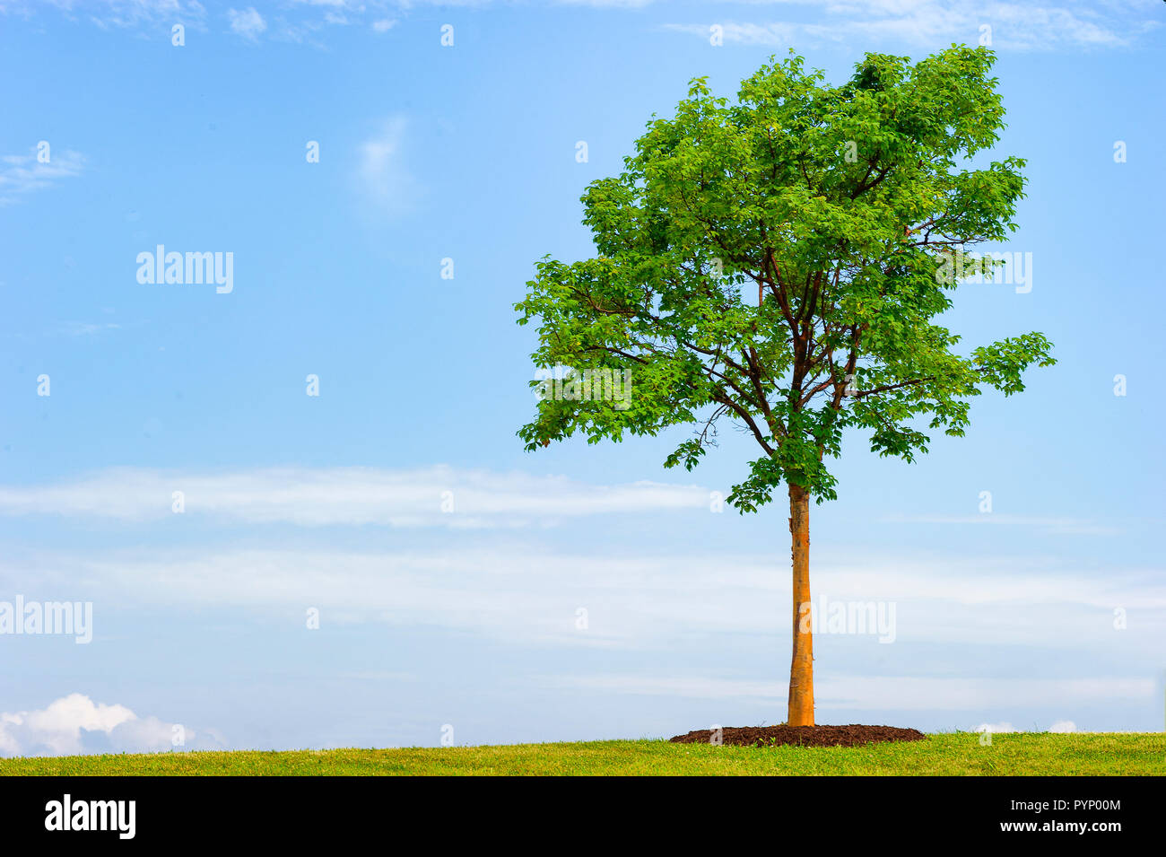 Kopieren eines einsamen Baum mit blauem Himmel und weißen Wolken im Hintergrund. Stockfoto
