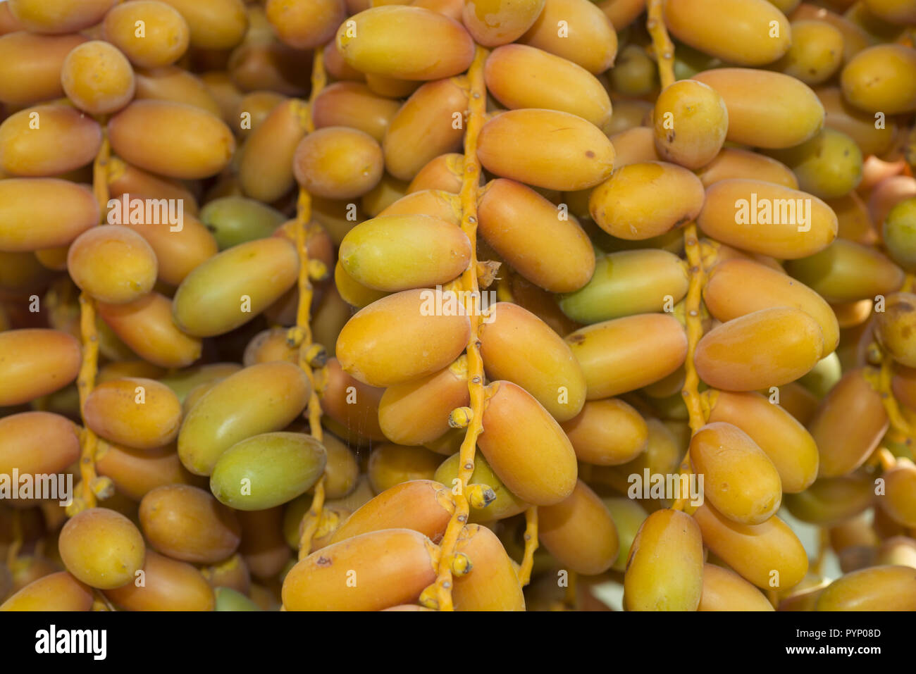 August 11, 2018 - Closeup, reife, gelbe Früchte Termine auf dem Palm. Hintergrund gelbe Früchte Termine (Credit Bild: © Andrey Nekrasov/ZUMA Draht) Stockfoto