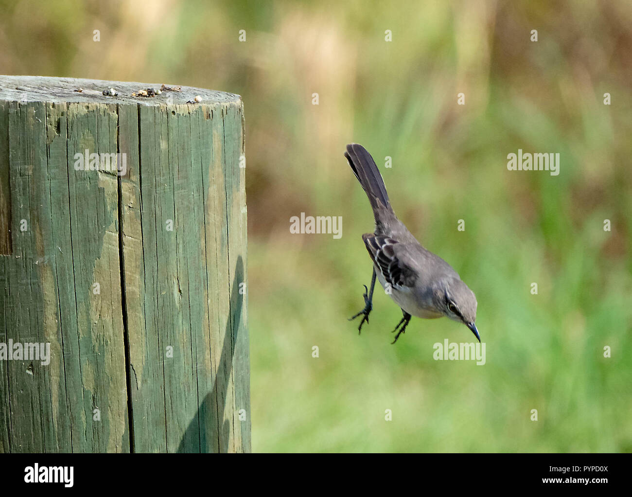 Northern mockingbird Mimus polyglottos Herabfallen aus dem Zander auf einen Post in der Nähe von Savannah Georgia USA Stockfoto