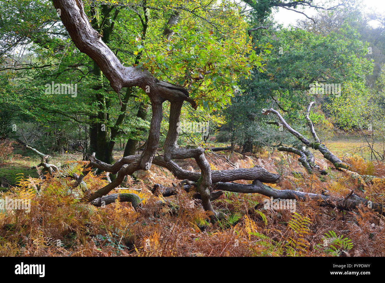 Woodland Szene mit uralten Eichen- und Buchenwäldern, Leben und Wohnen in der neuen Wald gefallen Stockfoto