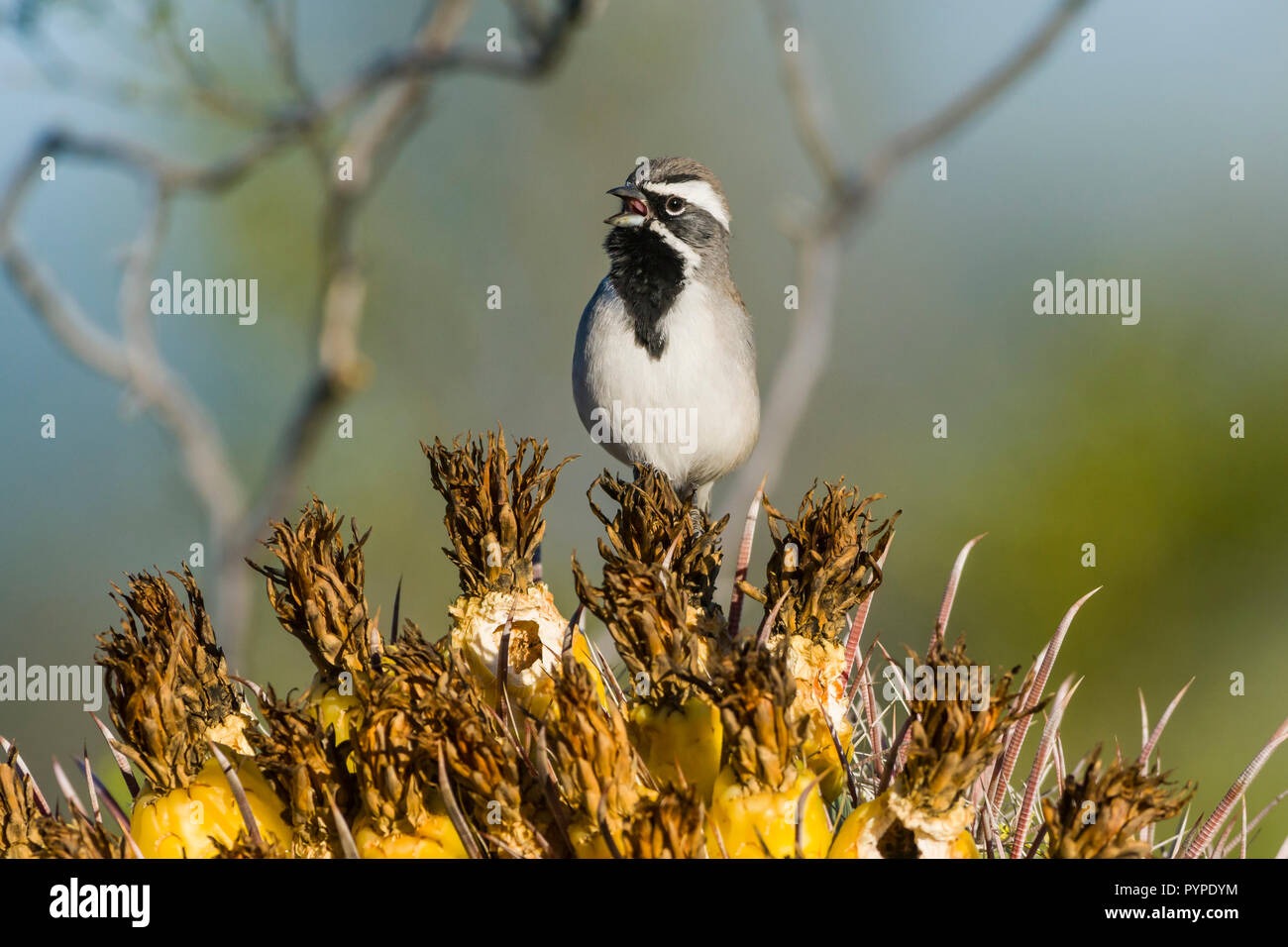 Ein Black-throated Sparrow (Amphispiza bilineata) männlichen Gesang von einem Barsch auf die Früchte einer Angelhaken Barrel Kaktus (Ferocactus wislizeni) im Sono Stockfoto