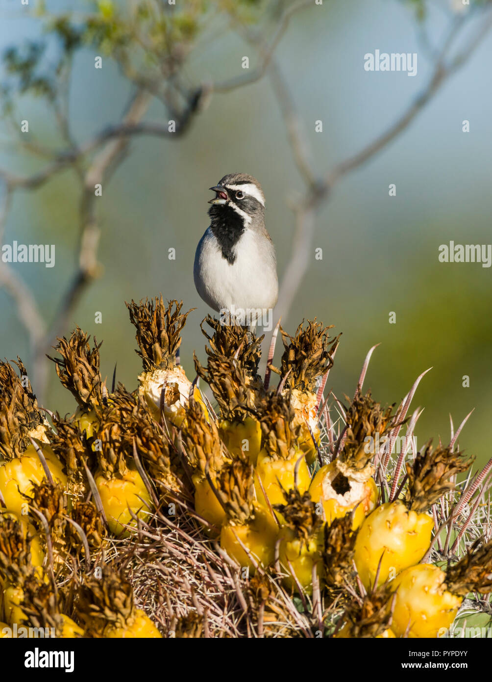 Ein Black-throated Sparrow (Amphispiza bilineata) männlichen Gesang von einem Barsch auf die Früchte einer Angelhaken Barrel Kaktus (Ferocactus wislizeni) im Sono Stockfoto