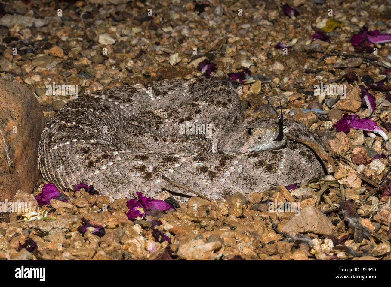 Ein Western Diamondback Rattlesnake (Crotalus Atrox) legt in Warten in der Nacht, die Jagd auf Vögel oder Nagetiere (Arizona) Stockfoto