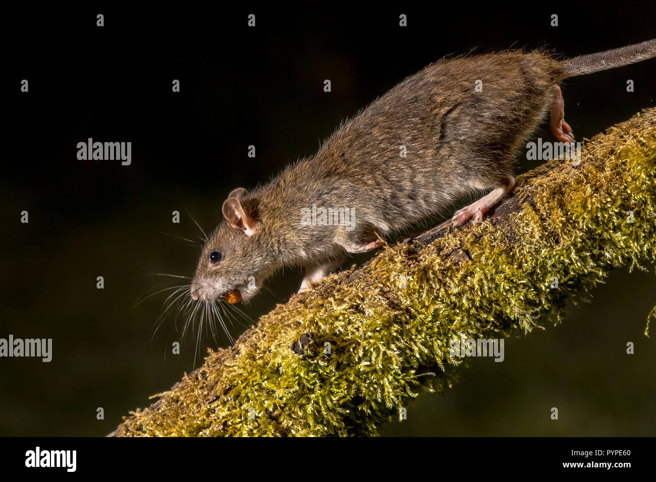Wilde braune Ratte (Rattus norvegicus) auf log mit gestohlenen Mutter in der Nacht. High Speed Fotografie Bild Stockfoto