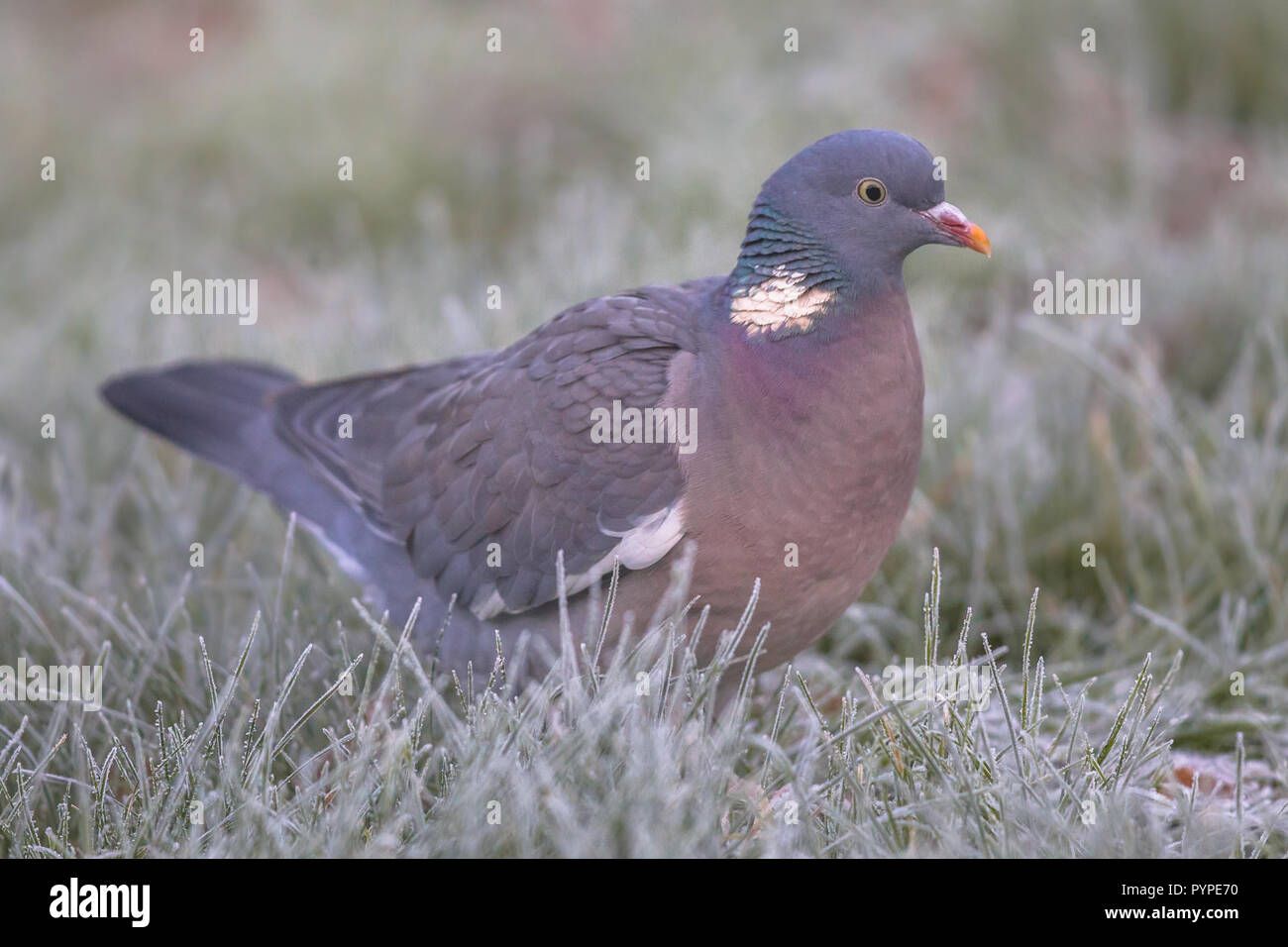 Ringeltaube (Columba palumbus) frontalen Ansicht von einem Vogel Futter im frostigen Gras mit Rime Stockfoto