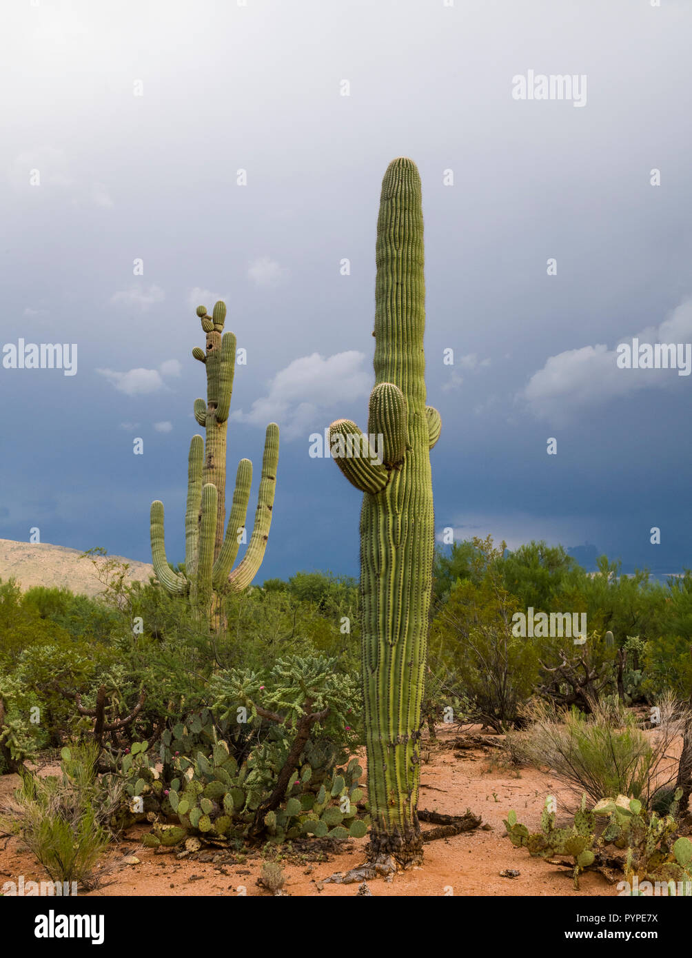 Jung und Alt Saguaros (Carnegiea gigantea) Nebeneinander in der Sonora-wüste, zeigt die Unterschiede in der Anzahl und Größe der Arme und Nest cavitie Stockfoto