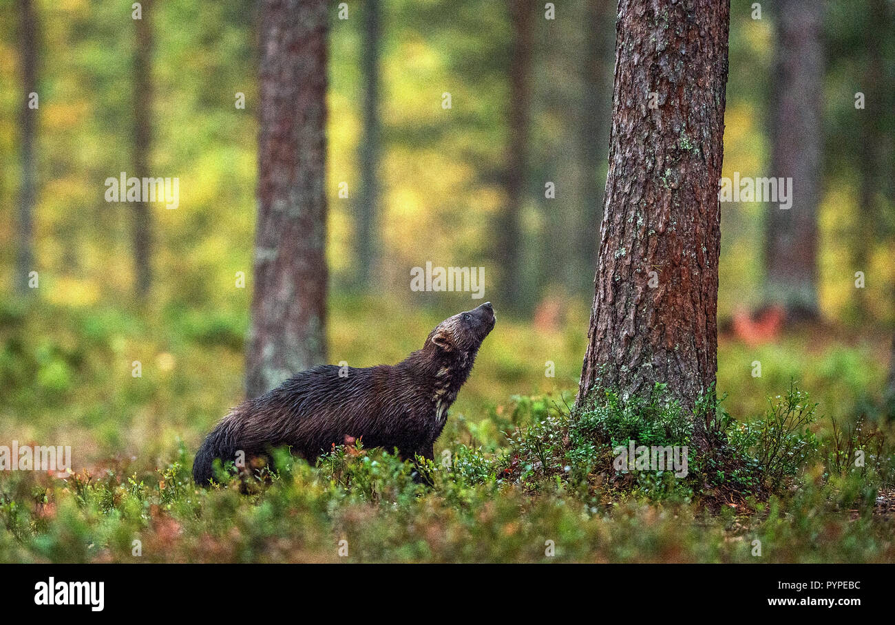 Wolverine in der wilden Natur. Natürlicher Lebensraum. Schlemmer carcajou, Skunk tragen, oder quickhatch (Gulo Gulo) Stockfoto