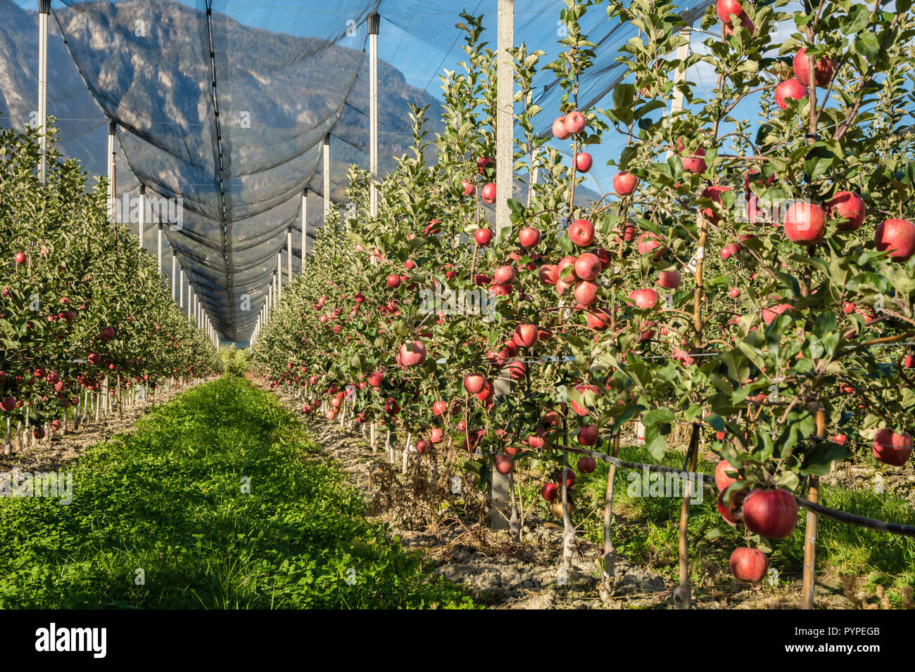 Intensive Obst- oder Obstgarten mit Crop Protection Nets in Südtirol, Italien. Apple Orchard rosa Sorte 'Lady'. Die Zeit der Ernte Stockfoto