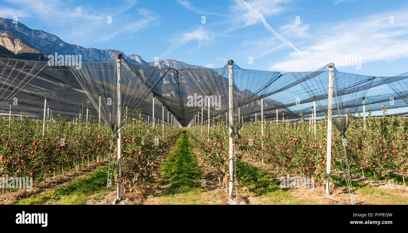 Intensive Obst- oder Obstgarten mit Crop Protection Nets in Südtirol, Italien. Apple Orchard rosa Sorte 'Lady'. Die Zeit der Ernte Stockfoto