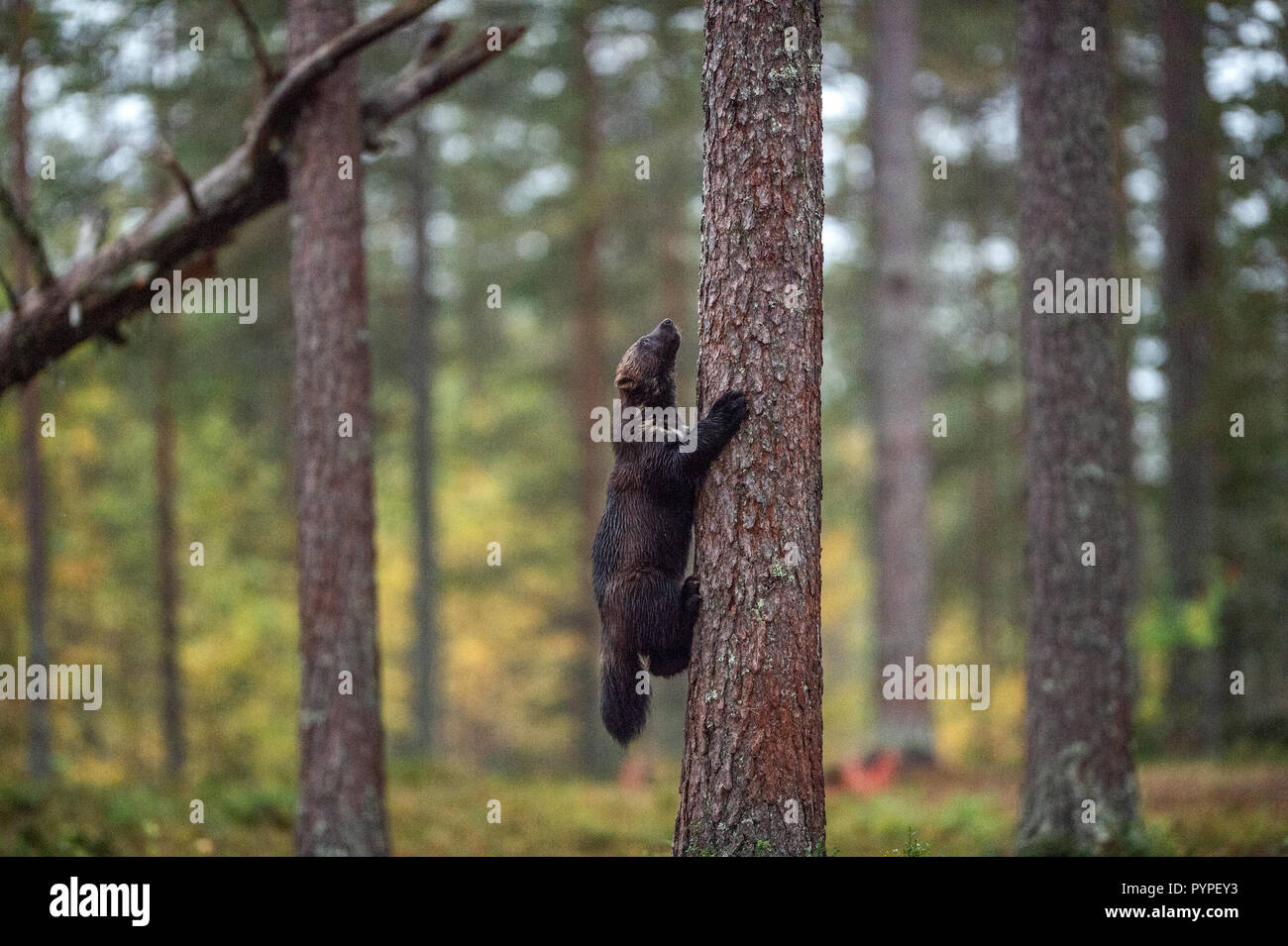 Wolverine klettert einen Baum. Wilde Natur, natürlicher Lebensraum. Schlemmer carcajou, Skunk tragen, oder quickhatch (Gulo Gulo) Stockfoto