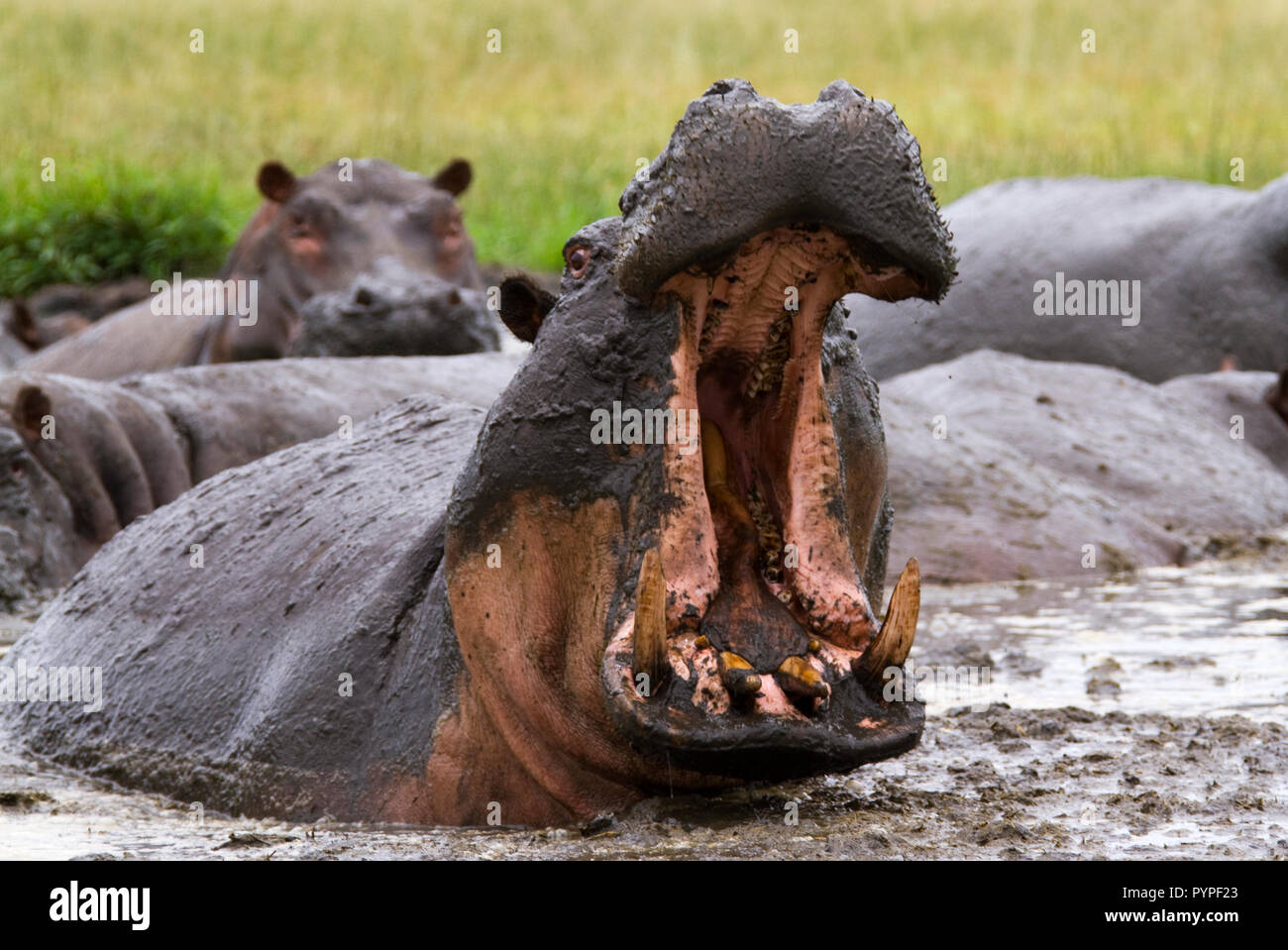 Ein Hippo Stier sehr defensiv auf seinem Gebiet, auch in der Masse der trockenen Jahreszeit wälzen, wenn Aggression ist weit verbreitet Stockfoto