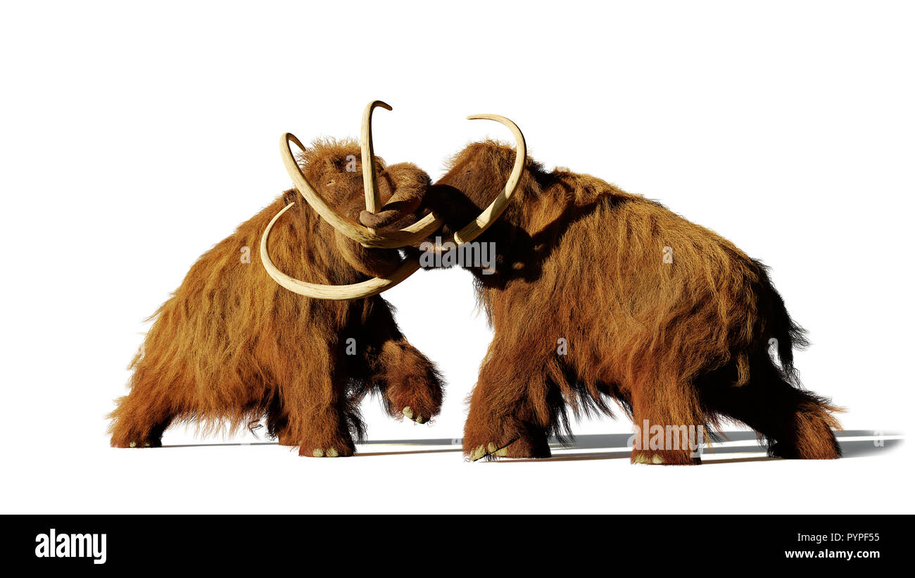 Woolly mammoth Bullen kämpfen, prähistorische Eiszeit Säugetiere mit Schatten isoliert auf weißem Hintergrund (3D-Rendering) Stockfoto