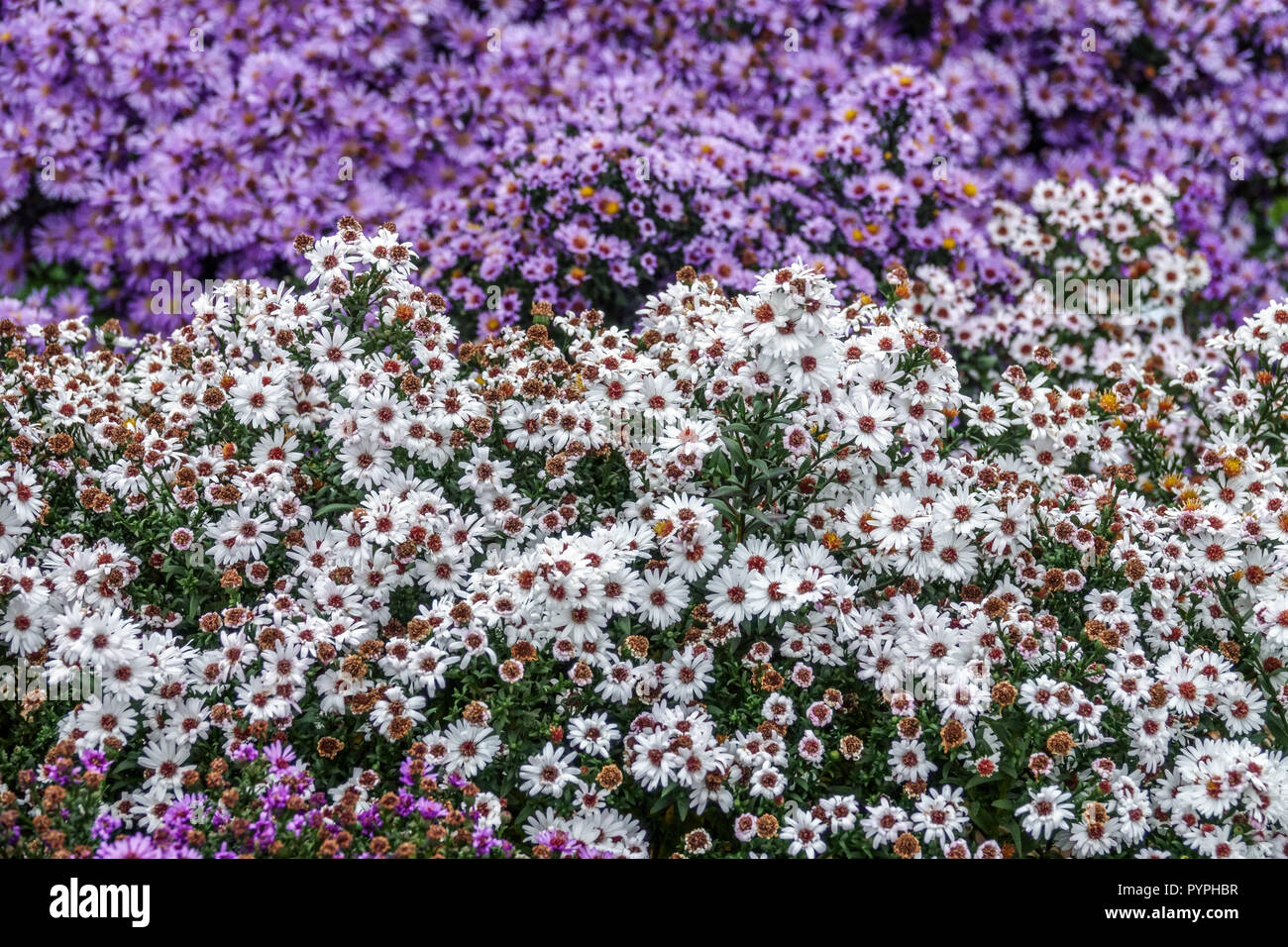 New York Aster, Symphyotrichum Novi-belgii 'Aster im Herbst Garten Grenze Stockfoto