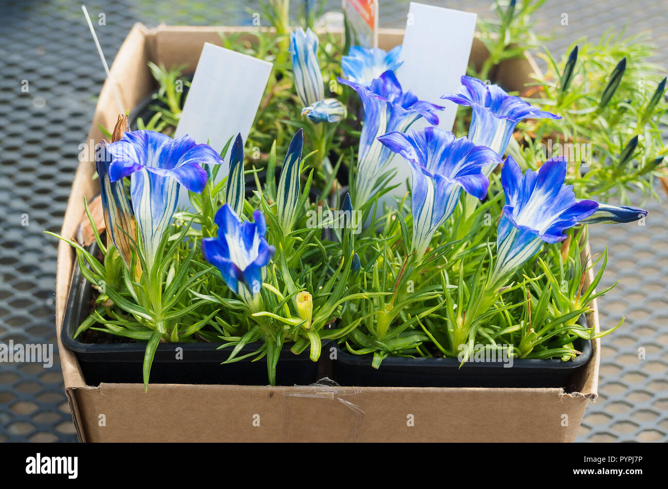 Eine Box mit neu gekauften Enzian Pflanzen bereit für das Einpflanzen in einen Englischen Garten in Großbritannien Stockfoto