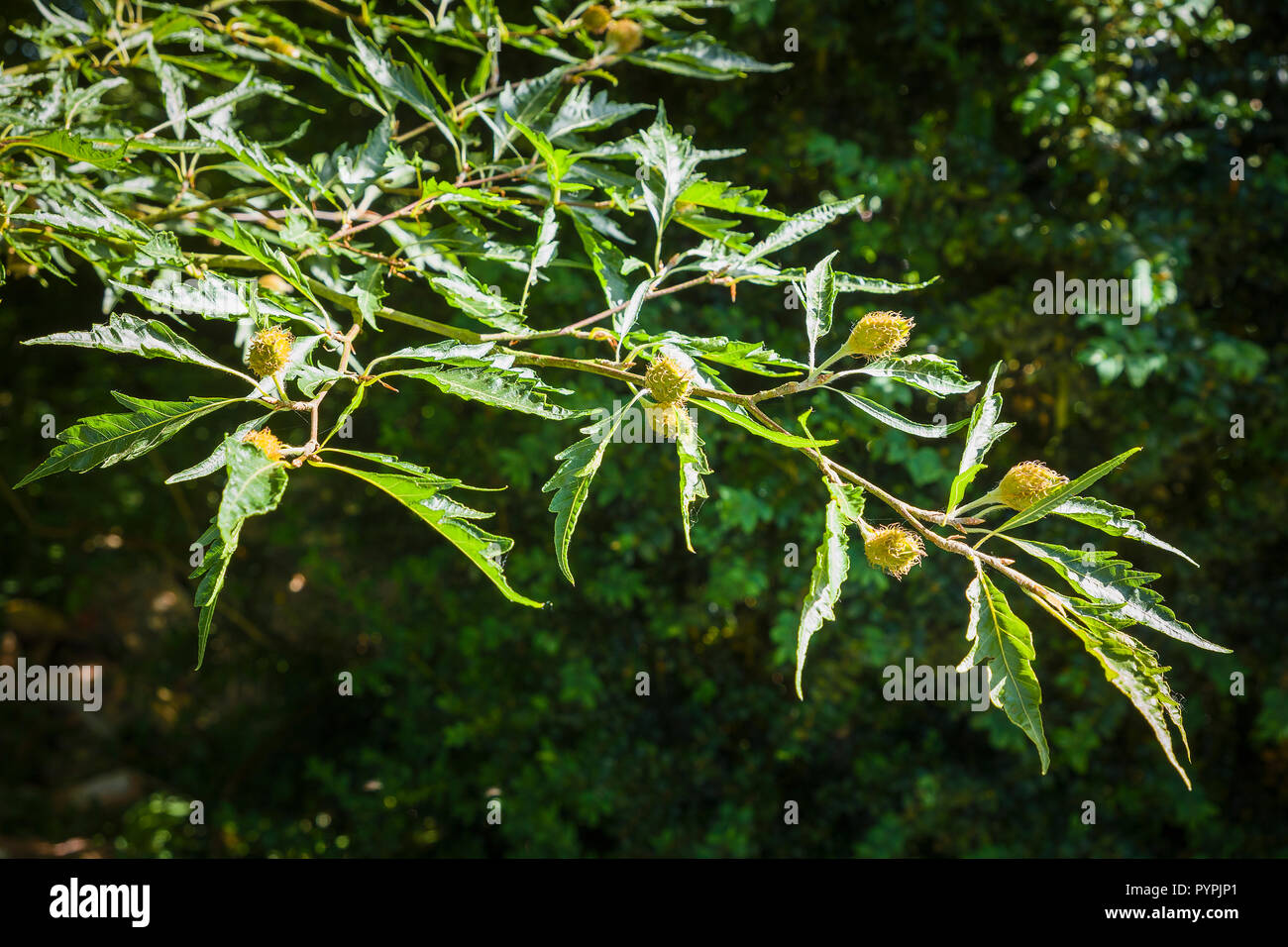 Fagus sylvatica Asplenifolia mit embryonalen Obst im Frühsommer in einem Englischen Garten Stockfoto
