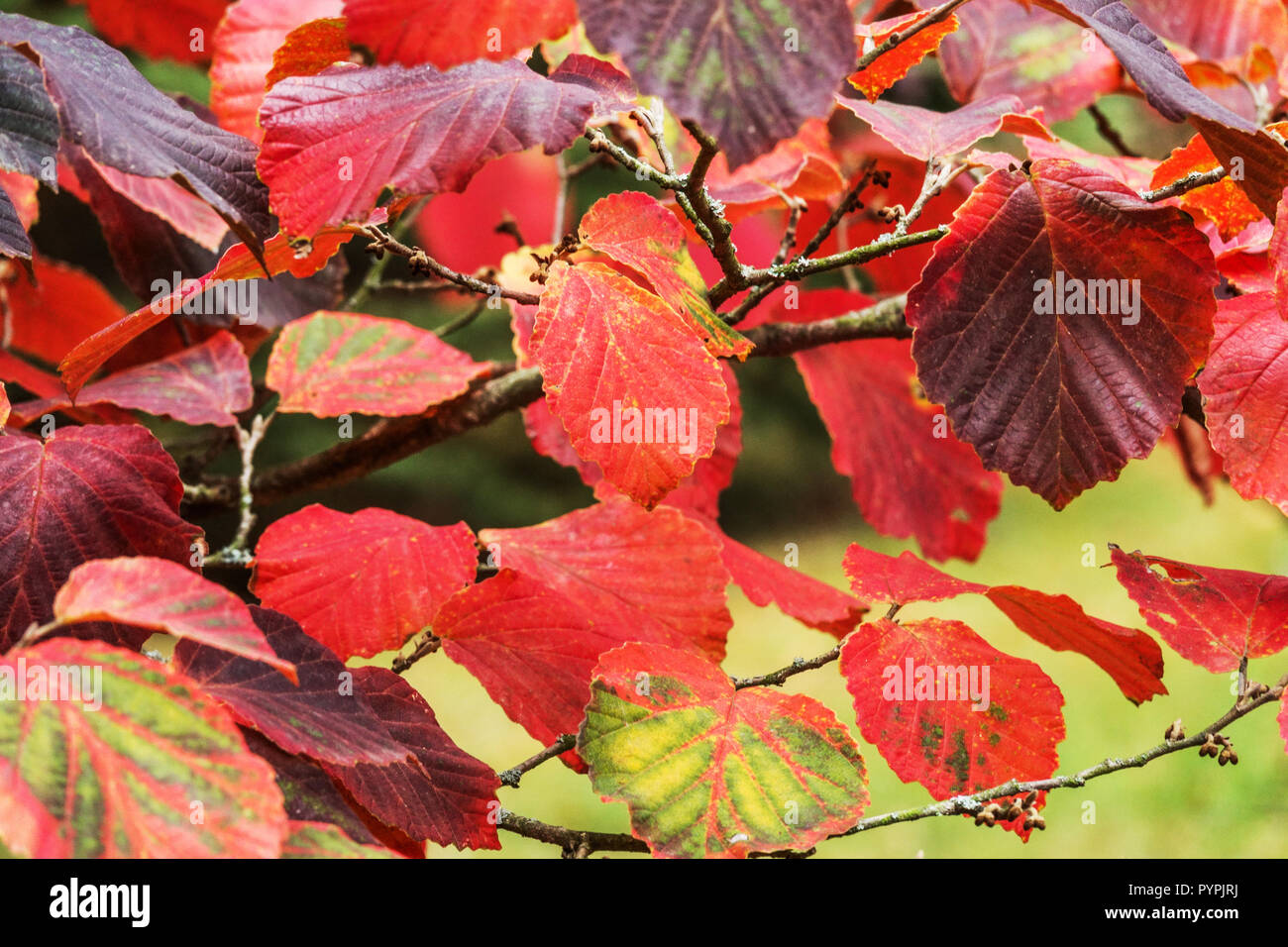Hexe Hazel, Hamamelis x intermedia 'Diane' rote Blätter Strauch Stockfoto
