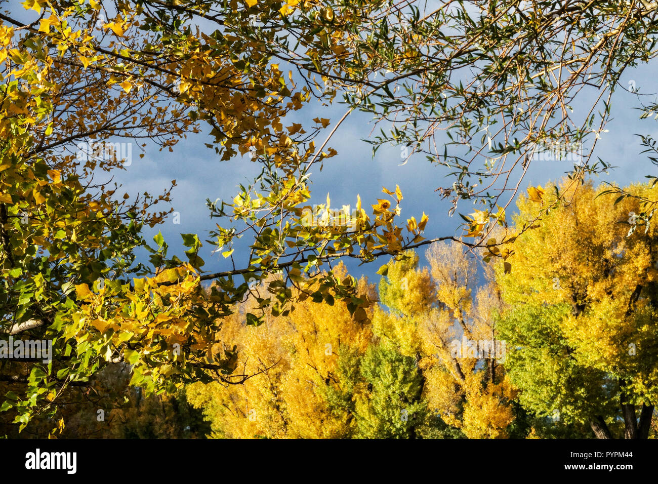 Schwarzer Pappelbaum, Populus nigra, Herbstlaub, am Ufer der Donau, Laubbäume in Österreich Stockfoto