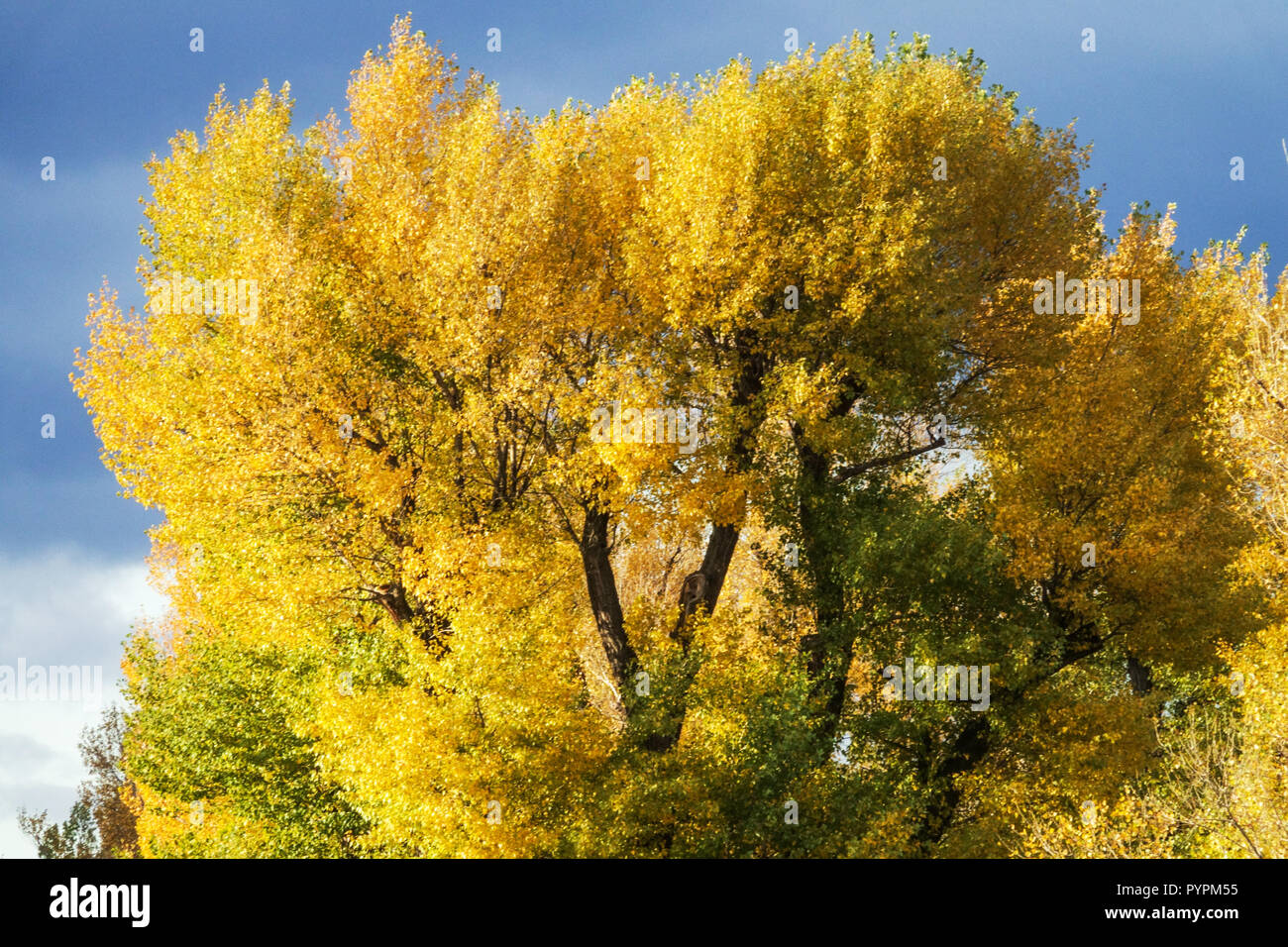 Populus nigra Baum, Herbstgelbe Blätter, Laub, alter Baum am Ufer der Donau, Österreich, Schwarzer Pappelbaum Laubbäume Stockfoto