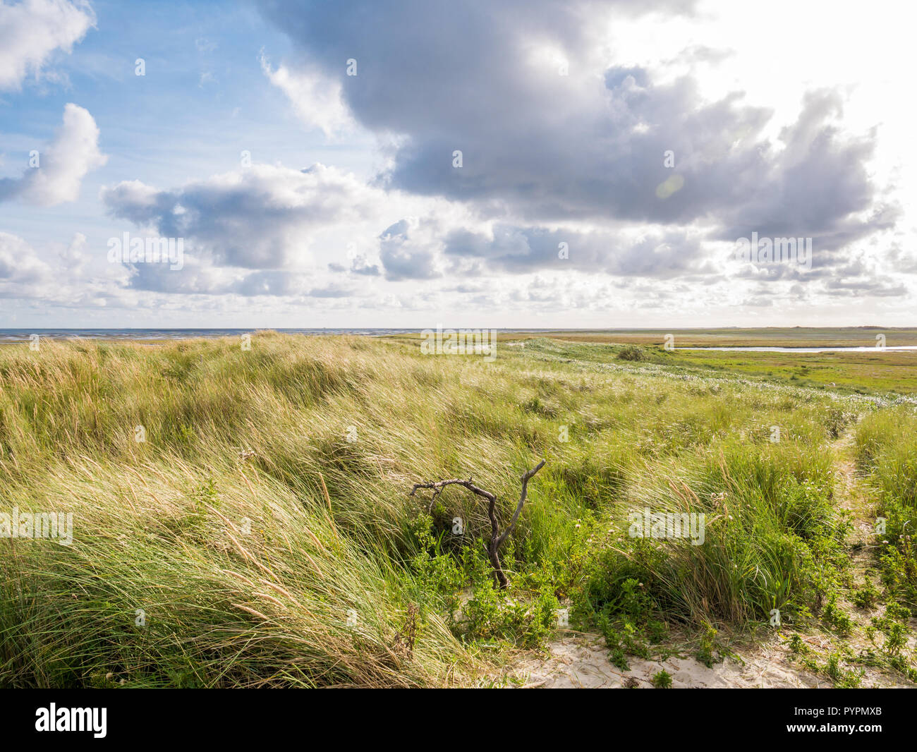 Blick von boschplaat mit Salzwiesen und Dünen auf Terschelling Insel Wattenmeer bei Ebbe von Wattenmeer, Niederlande Stockfoto