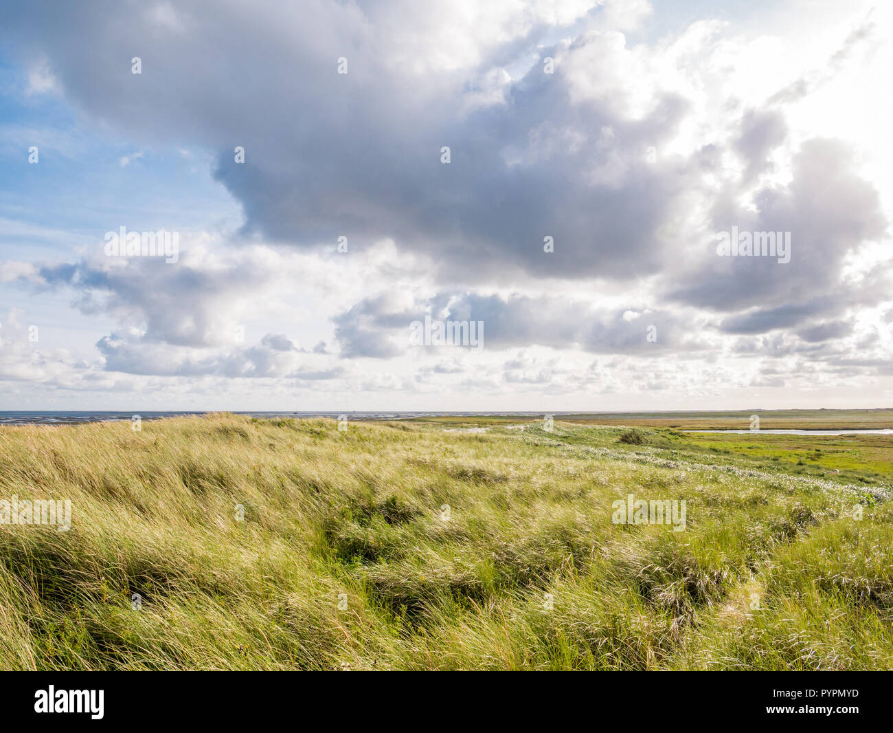 Blick von boschplaat mit Salzwiesen und Dünen auf Terschelling Insel Wattenmeer bei Ebbe von Wattenmeer, Niederlande Stockfoto