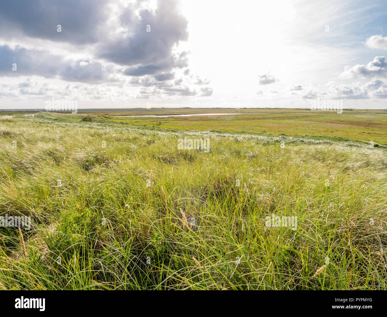 Naturschutzgebiet Landschaft mit Salzwiesen und Dünen, Boschplaat auf friesischen Insel Terschelling, Niederlande Stockfoto