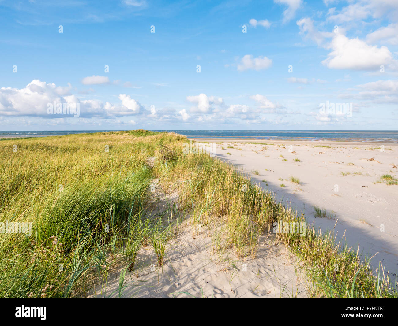 Blick auf die Nordsee von Dünen mit Gras und marram Strand von Naturschutzgebiet Boschplaat auf friesischen Insel Terschelling, Niederlande Stockfoto