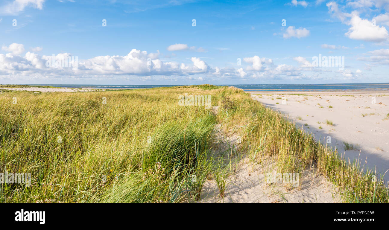 Blick auf die Nordsee von Dünen mit Gras und marram Strand von Naturschutzgebiet Boschplaat auf friesischen Insel Terschelling, Niederlande Stockfoto