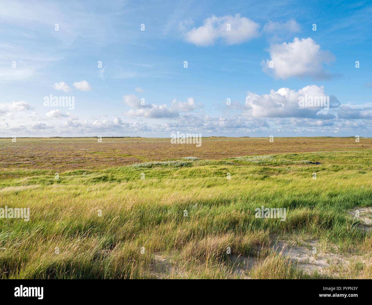 Salzwiesen mit Sand Couch und marram Gras und Meer Lavendel im Naturschutzgebiet Boschplaat auf friesischen Insel Terschelling, Niederlande Stockfoto