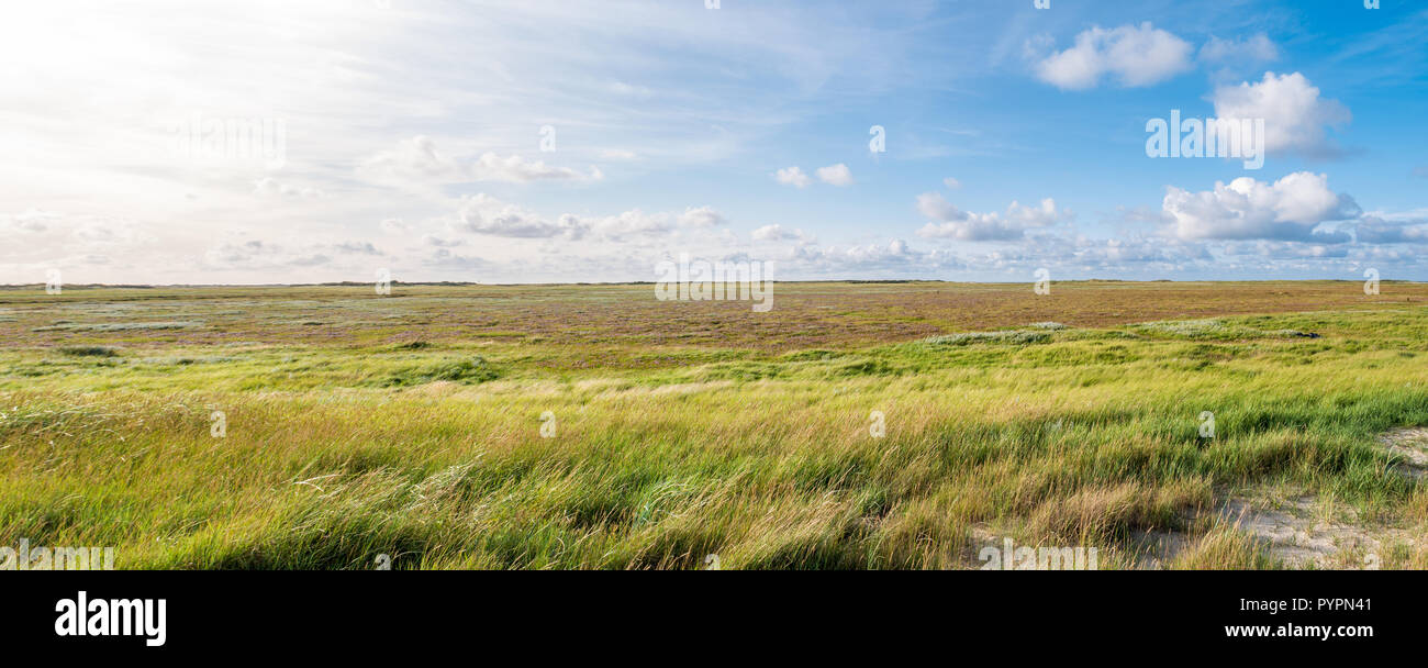 Panorama der Salzwiesen mit Sand Couch und marram Gras und Meer Lavendel im Naturschutzgebiet Boschplaat auf friesischen Insel Terschelling, Niederlande Stockfoto