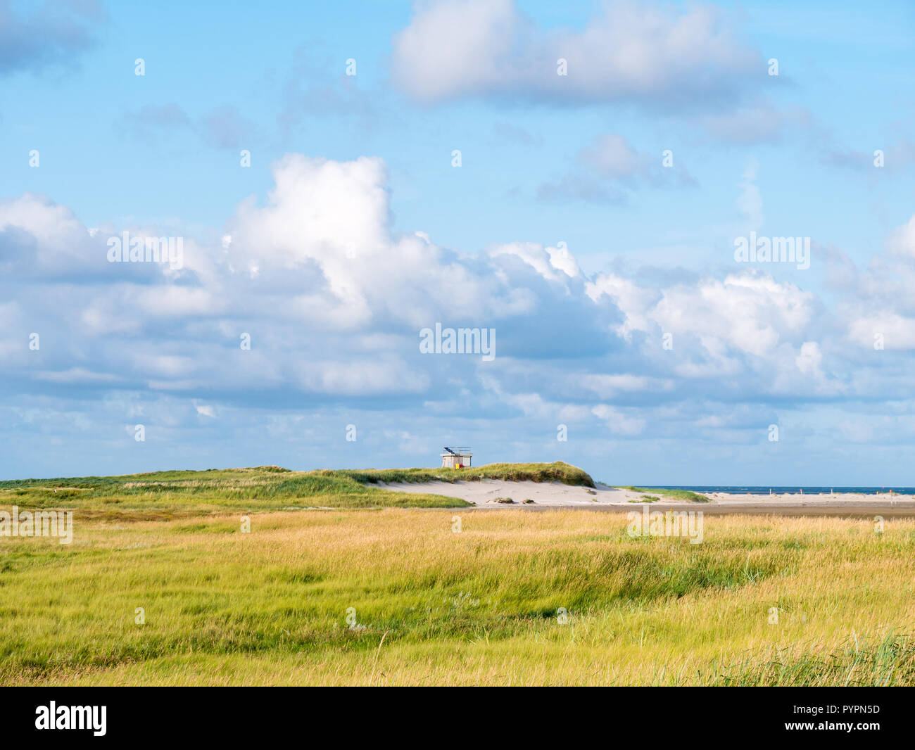 Salzwiesen und Dünen mit Sand Couch und marram Gras im Naturschutzgebiet Boschplaat auf friesischen Insel Terschelling, Niederlande Stockfoto