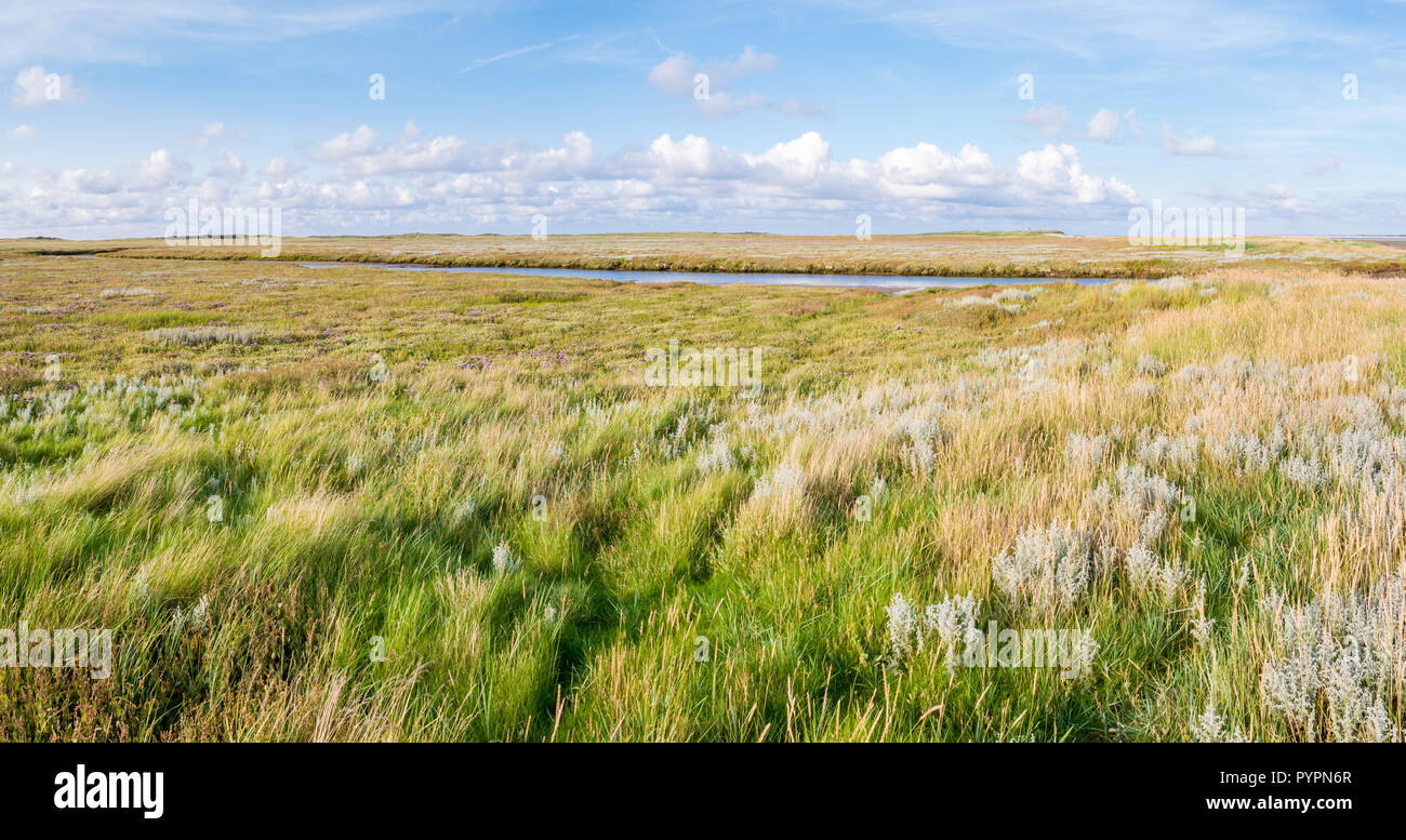 Panorama der Salzwiesen mit Stream, sand Couch und marram Gras und Meer Lavendel im Naturschutzgebiet Boschplaat auf friesischen Insel Terschelling, Niederlande Stockfoto