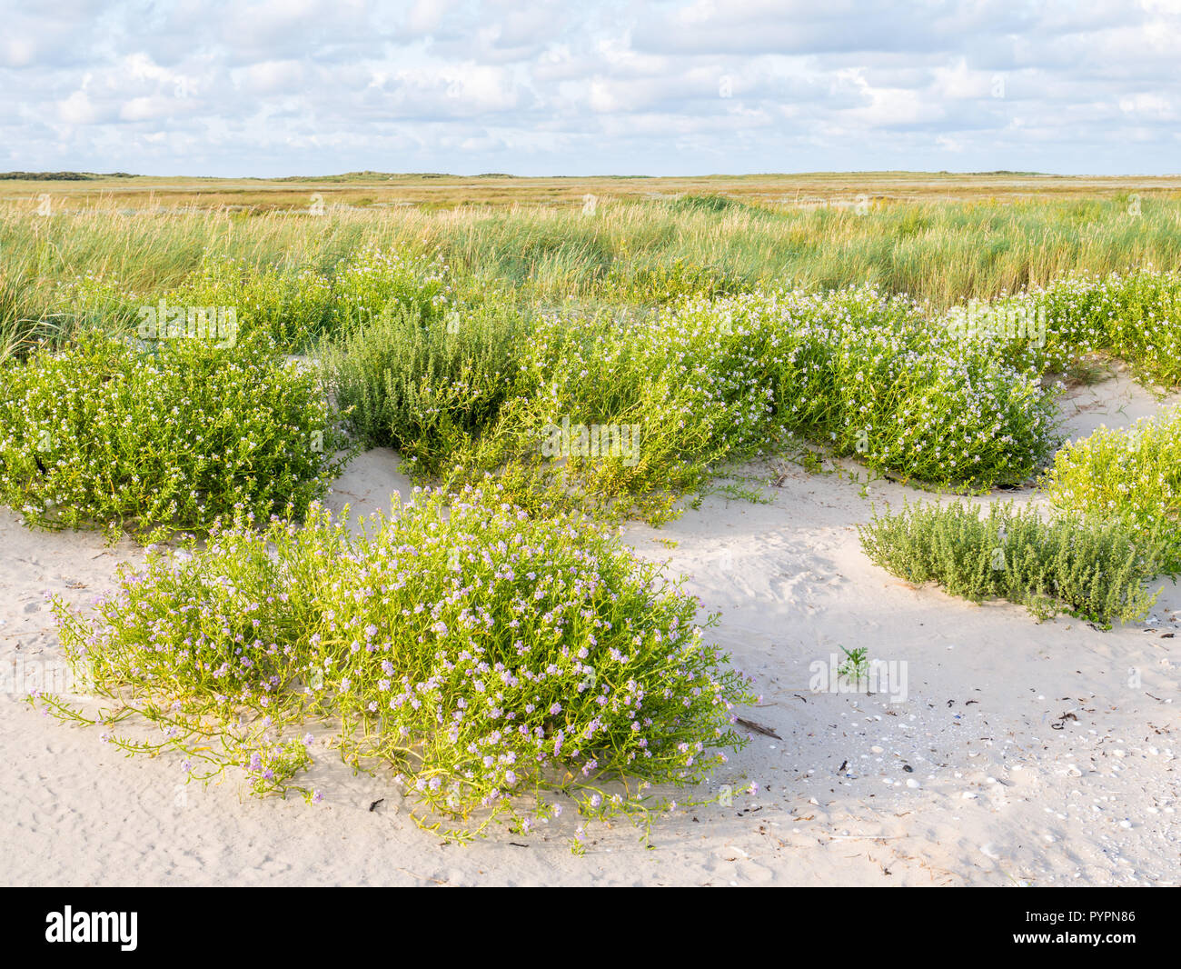 Europäischen searocket, Cakile maritima, wächst an Strand und Salzwiesen im Naturschutzgebiet Boschplaat auf friesischen Insel Terschelling, Niederlande Stockfoto