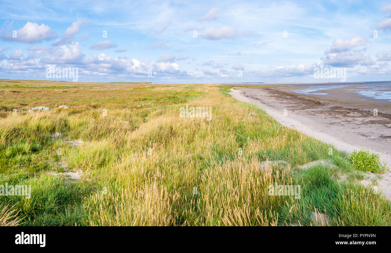 Salzwiesen mit Lavendel, Dünen mit Sand Couch und marram Gras und Wattenmeer bei Ebbe von Wattenmeer auf, boschplaat Terschelling, Netherla Stockfoto