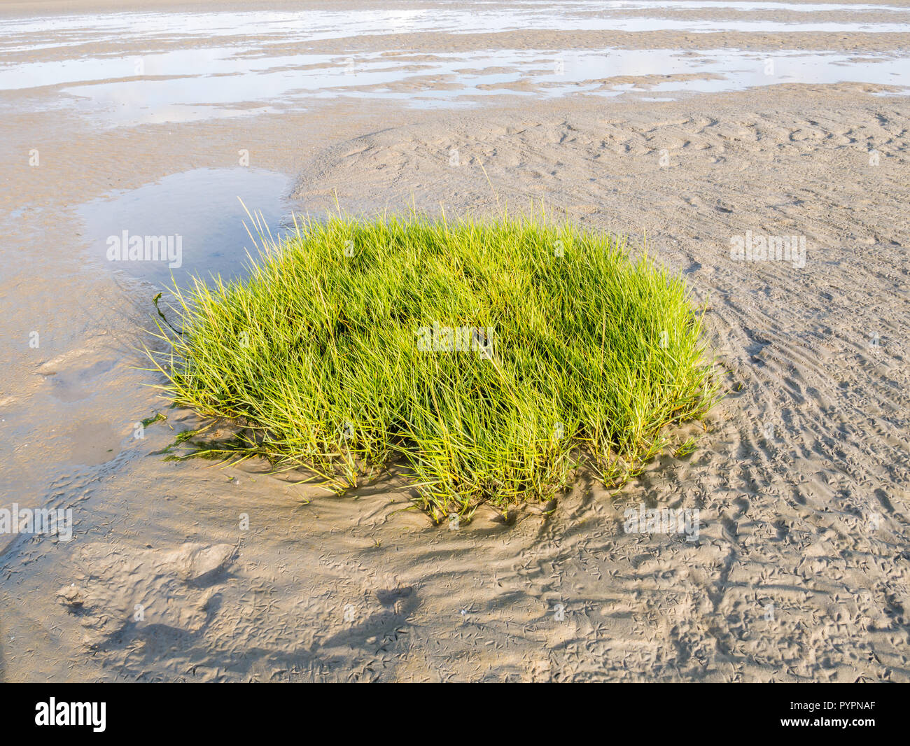 Sandflat bei Ebbe mit sod Gemeinsamer cordgrass, Spartina anglica, Wattenmeer, Niederlande Stockfoto