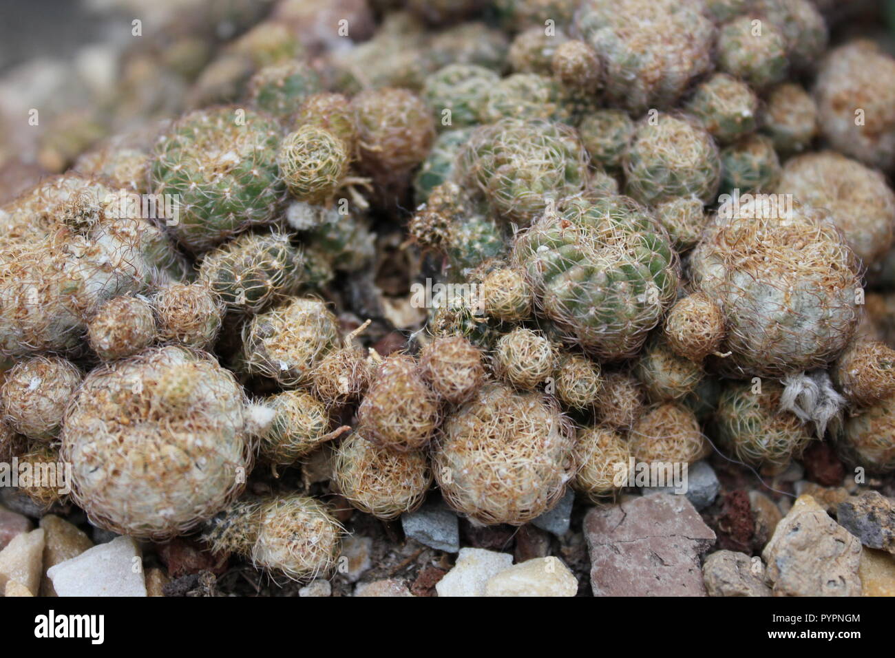 Geclusterter Sulcor, rebutia pulchra, Kaktuswüstenpflanze, die auf der Wiese wächst. Stockfoto