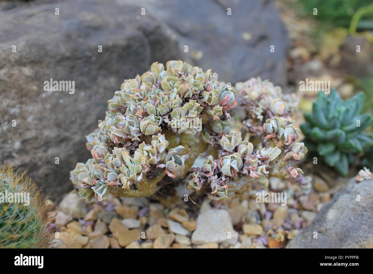 Kultivierte ornamentale Sonnenaeonium Sukulente Wüstenpflanze, die in einer trockenen Umgebung wächst. Stockfoto