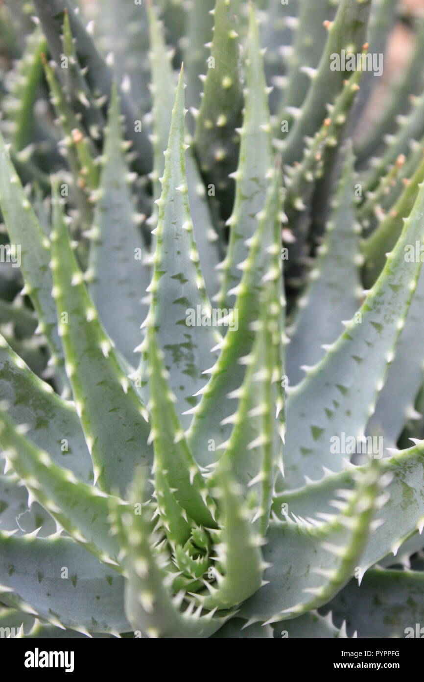 Aloe-Arten Wstenpflanze, die im Wstengarten wchst Stockfotografie - Alamy