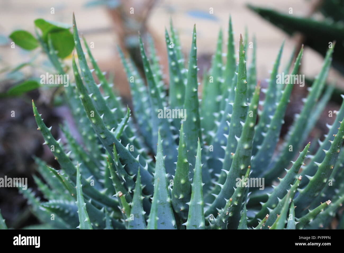 Stachelige Aloe-Arten Wstenpflanze, die im Wstengarten wchst  Stockfotografie - Alamy